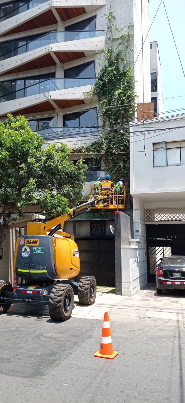 Mantenimiento de plantas en altura