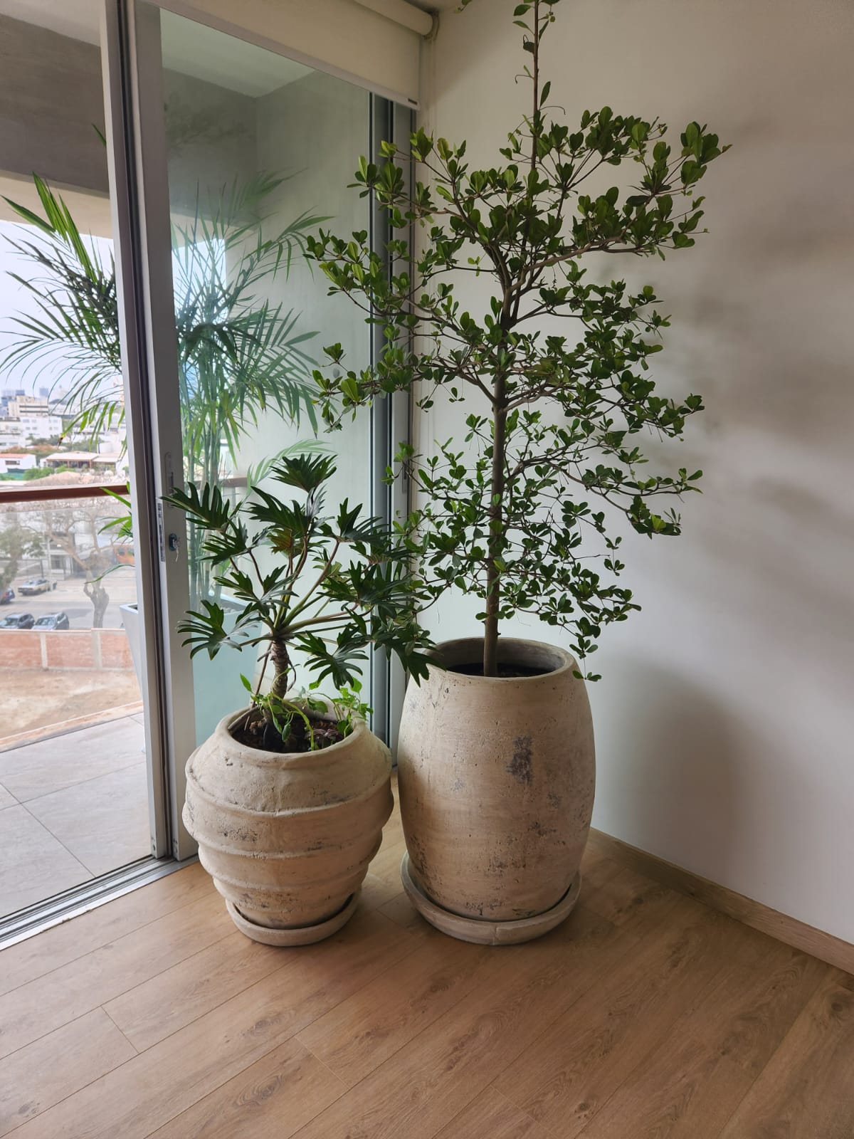 Plantas en maceta